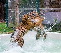 Pattaya Tiger Park Play Package with Photographs and Short Video Clips